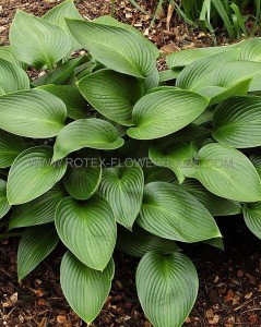 HOSTA (FUNKIA) HYBRID ‘DEVON GREEN‘ I (25 P.BAG)