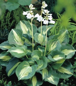 HOSTA (FUNKIA) HYBRID ‘DREAM QUEEN‘ I (25 P.BAG)