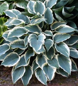 HOSTA (FUNKIA) HYBRID ‘EL NINO‘ I (25 P.BAG)