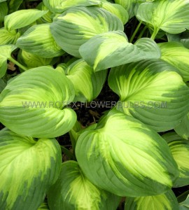 HOSTA (FUNKIA) HYBRID ‘ENCHILADAS‘ I (25 P.BAG)