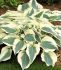 HOSTA FUNKIA HYBRID FIRN LINE I 25 P.BAG