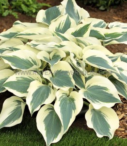 HOSTA (FUNKIA) HYBRID ‘FIRN LINE‘ I (25 P.BAG)