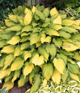 HOSTA (FUNKIA) HYBRID ‘FIRST DANCE‘ I (25 P.BAG)