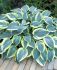 HOSTA FUNKIA HYBRID FIRST FROST I 25 P.BAG