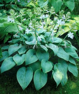 HOSTA (FUNKIA) HYBRID ‘FRAGRANT BLUE‘ I (25 P.BAG)