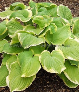 HOSTA (FUNKIA) HYBRID ‘FRAGRANT BOUQUET‘ I (25 P.BAG)