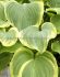 HOSTA FUNKIA HYBRID FRAGRANT BOUQUET I 25 P.BAG