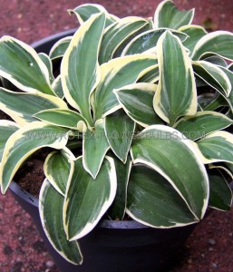 HOSTA (FUNKIA) HYBRID ‘FUNNY MOUSE‘ I (25 P.BAG)