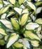 HOSTA FUNKIA HYBRID GEORGIAS SWEETHEART I 25 P.BAG