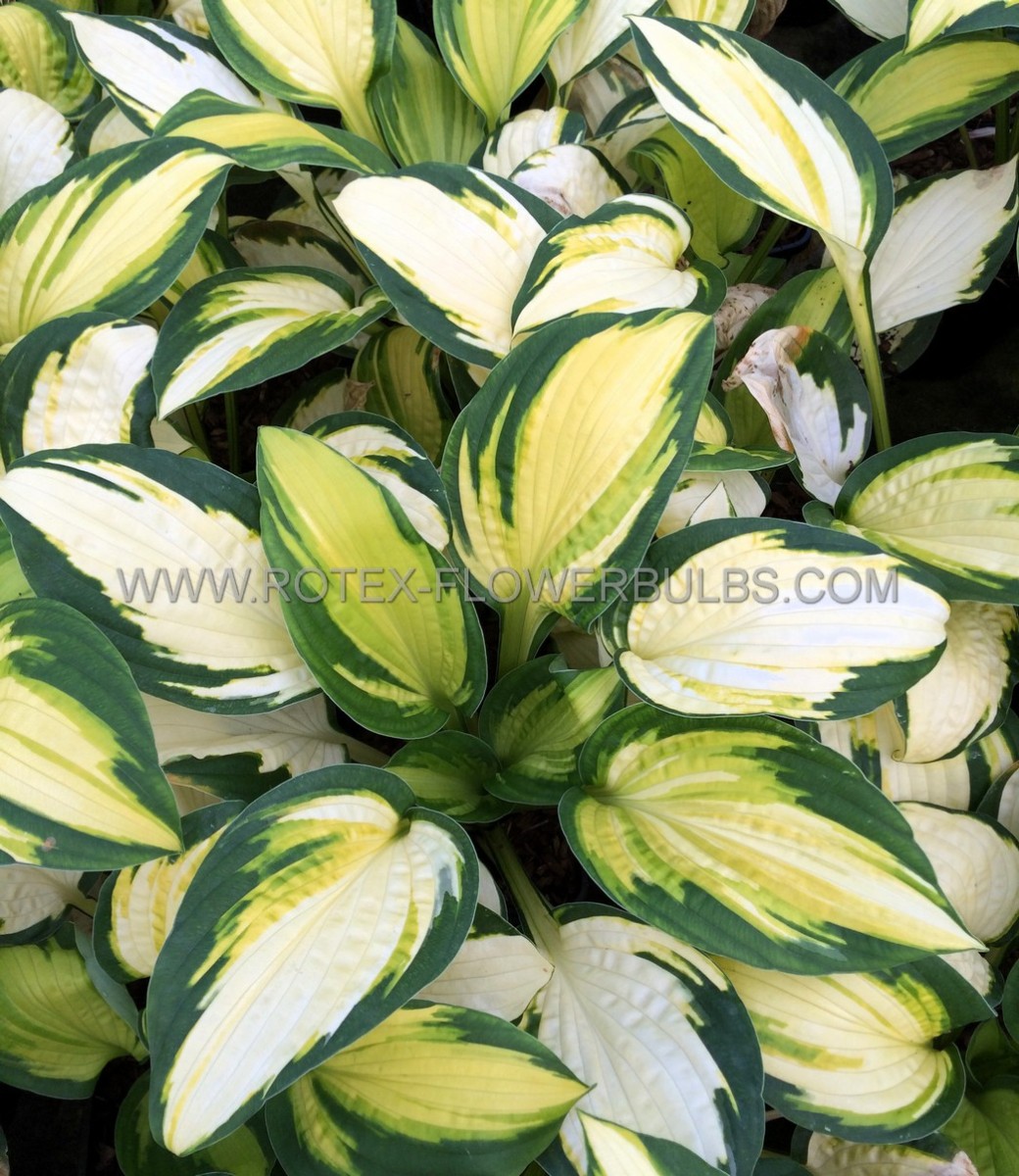 HOSTA (FUNKIA) HYBRID ‘GEORGIA‘S SWEETHEART‘ I (25 P.BAG)