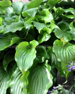 HOSTA (FUNKIA) HYBRID ‘GET NEKKID‘ I (25 P.BAG)