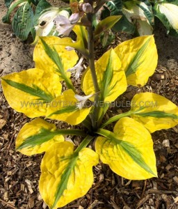 HOSTA (FUNKIA) HYBRID ‘GLAD RAGS‘ I (25 P.BAG)