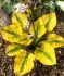 HOSTA FUNKIA HYBRID GLAD RAGS I 25 P.BAG