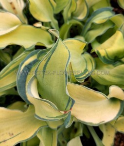 HOSTA (FUNKIA) HYBRID ‘GRAVITY ROCKS‘ I (25 P.BAG)