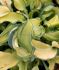 HOSTA FUNKIA HYBRID GRAVITY ROCKS I 25 P.BAG