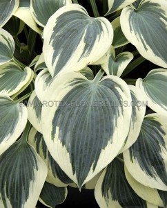 HOSTA (FUNKIA) HYBRID ‘HI-CLASS‘ I (25 P.BAG)