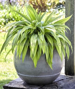 HOSTA (FUNKIA) HYBRID ‘HYUGA URAJIRO‘ I (25 P.BAG)