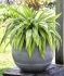 HOSTA FUNKIA HYBRID HYUGA URAJIRO I 25 P.BAG