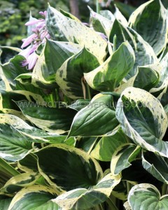 HOSTA (FUNKIA) HYBRID ‘INDEPENDENCE‘ I (25 P.BAG)