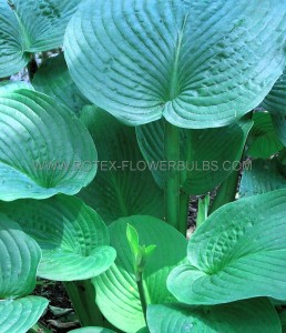 HOSTA (FUNKIA) HYBRID ‘JURASSIC PARK‘ I (25 P.BAG)