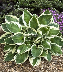 HOSTA (FUNKIA) HYBRID ‘KARIN‘ I (25 P.BAG)