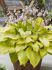 HOSTA FUNKIA HYBRID KI REN JYAKU I 25 P.BAG