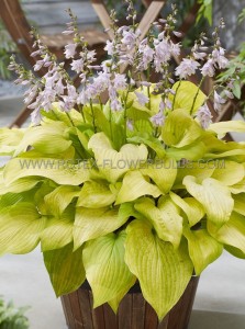 HOSTA (FUNKIA) HYBRID ‘KI REN JYAKU‘ I (25 P.BAG)