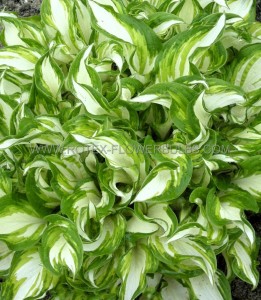 HOSTA (FUNKIA) HYBRID ‘KIWI SPEARMINT‘ I (25 P.BAG)