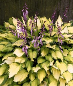 HOSTA (FUNKIA) HYBRID ‘LADY GUINEVERE‘ I (25 P.BAG)