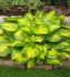 HOSTA FUNKIA HYBRID LAKESIDE BANANA BAY I 25 P.BAG