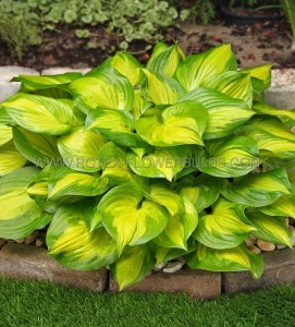 HOSTA (FUNKIA) HYBRID ‘LAKESIDE BANANA BAY‘ I (25 P.BAG)