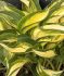 HOSTA FUNKIA HYBRID LAKESIDE LITTLE TUFT I 25 P.BAG