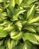 HOSTA FUNKIA HYBRID LAKESIDE LITTLE TUFT I 25 P.BAG