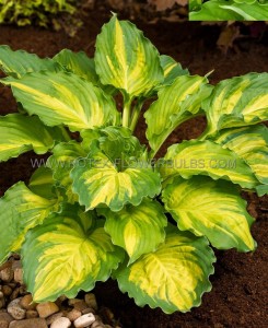 HOSTA (FUNKIA) HYBRID ‘LAKESIDE PAISLEY PRINT‘ I (25 P.BAG)