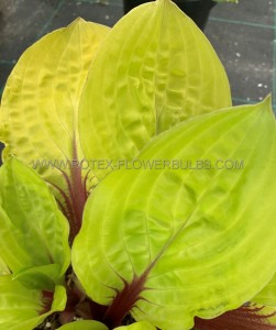 HOSTA (FUNKIA) HYBRID ‘LEMON SNAP‘ I (25 P.BAG)