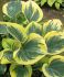 HOSTA FUNKIA HYBRID LIBERTY I 25 P.BAG