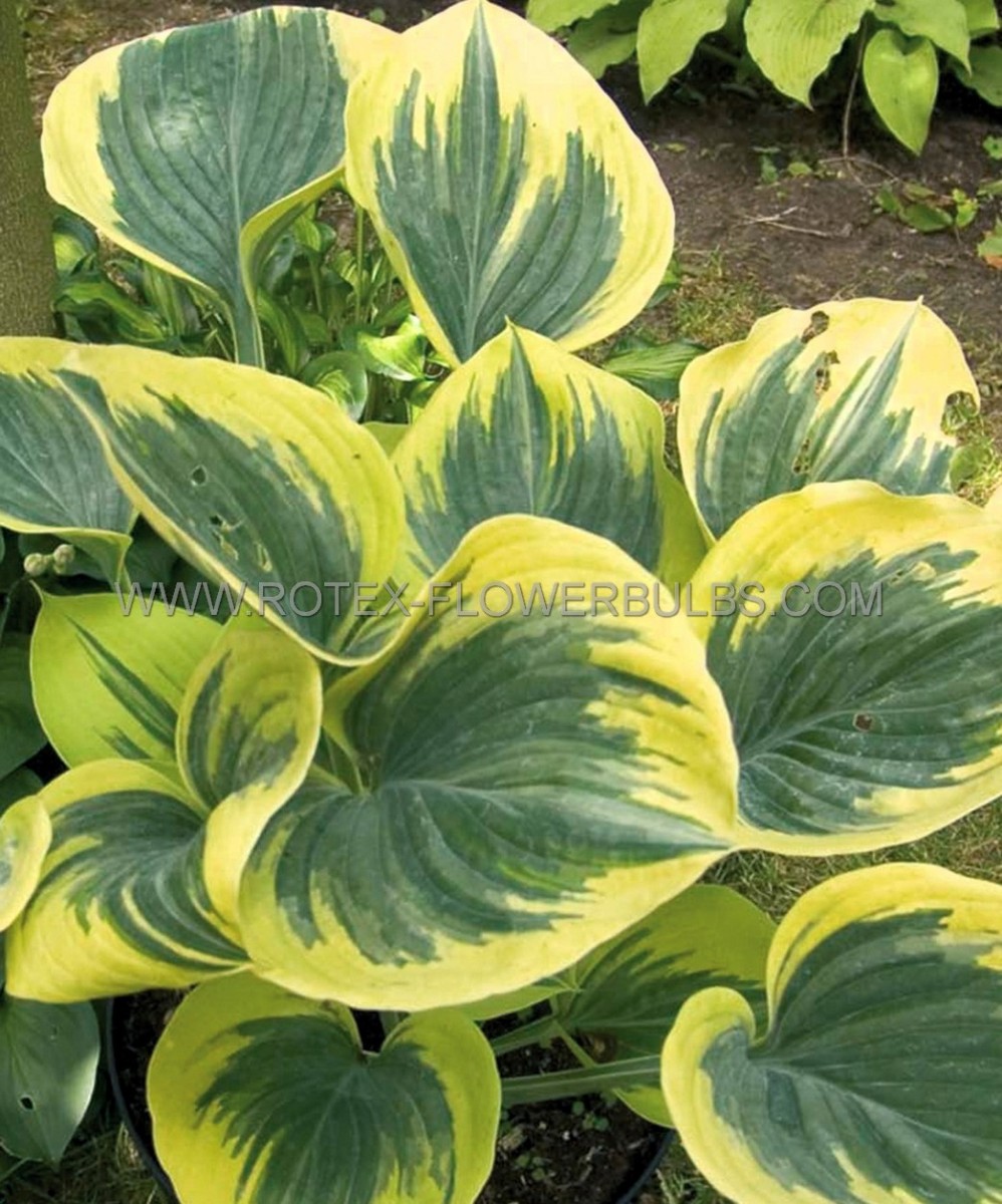 HOSTA (FUNKIA) HYBRID ‘LIBERTY‘ I (25 P.BAG)