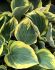 HOSTA FUNKIA HYBRID LIBERTY I 25 P.BAG