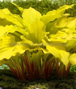 HOSTA (FUNKIA) HYBRID ‘LIPSTICK BLONDE‘ I (25 P.BAG)