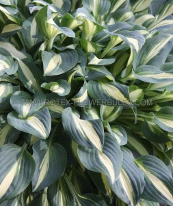 HOSTA (FUNKIA) HYBRID ‘LITTLE TREASURE‘ I (25 P.BAG)