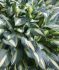 HOSTA FUNKIA HYBRID LITTLE TREASURE I 25 P.BAG