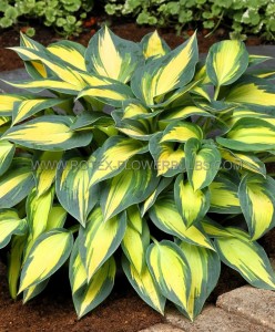 HOSTA (FUNKIA) HYBRID ‘MAGIC ISLAND‘ I (25 P.BAG)