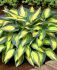 HOSTA FUNKIA HYBRID MAGIC ISLAND I 25 P.BAG