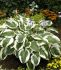 HOSTA FUNKIA HYBRID MINUTEMAN I 25 P.BAG