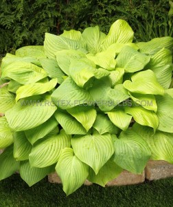 HOSTA (FUNKIA) HYBRID ‘MOJITO‘ I (25 P.BAG)