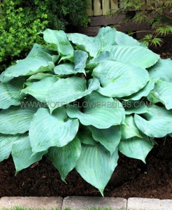 HOSTA (FUNKIA) HYBRID ‘MOONLIGHT SONATA‘ I (25 P.BAG)