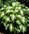 HOSTA FUNKIA HYBRID NIGHT BEFORE CHRISTMAS I 25 P.BAG