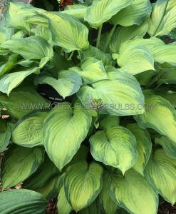 HOSTA (FUNKIA) HYBRID ‘OLD GLORY‘ I (25 P.BAG)