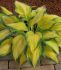 HOSTA FUNKIA HYBRID ORANGE MARMALADE I 25 P.BAG