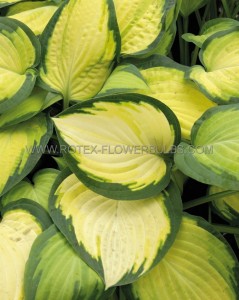 HOSTA (FUNKIA) HYBRID ‘ORANGE MARMALADE‘ I (25 P.BAG)